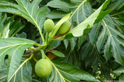 Früchte Brotfruchtbaum