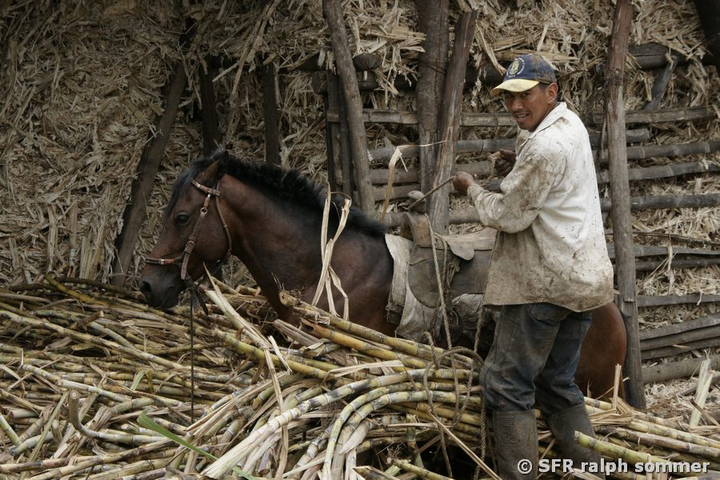 Zuckerrohrtransport mit Pferd