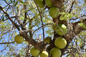 Kalebassenbaum (Crescentia cujete) Nicaragua