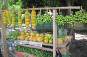 Tropische Früchte am Fruchtstand