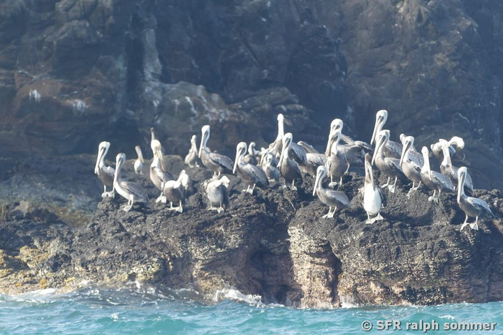 Pelikane vor Cabo de la Vela