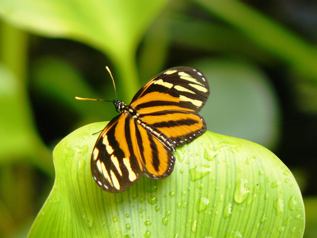 Schmetterling