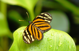 Schmetterling