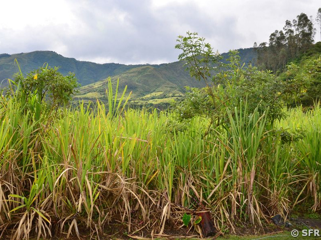 Zuckerrohr Ecuador