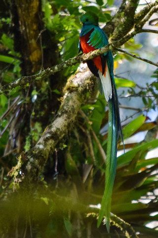 Männlicher Quetzal in Purulhá