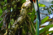 Männlicher Quetzal in Purulhá