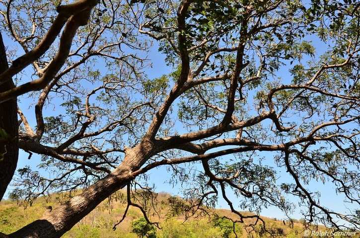 Mimosenbaum Nicaragua