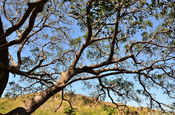 Mimosenbaum Nicaragua