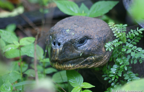 Riesenschildkrötenkopf in der Hacienda El Chato, Galapagos