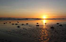 El Salvador Sonnenuntergang mit Babyschildkröten