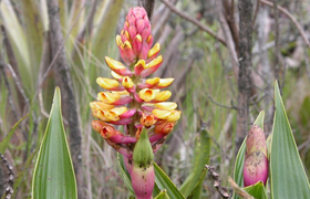 Orchidee Ecuador
