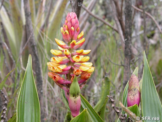Orchidee Ecuador