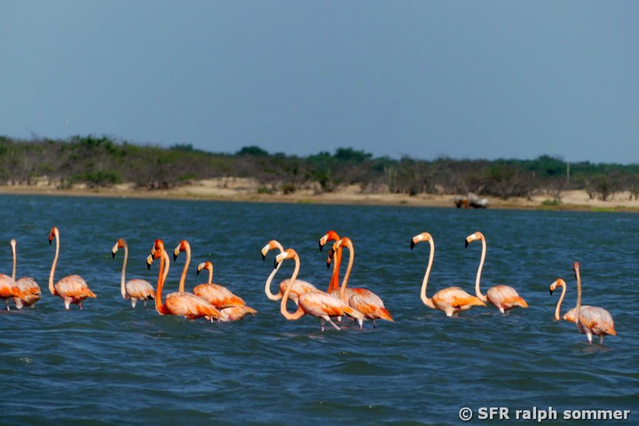 Flamingos nahe des Santuario Los Flamencos