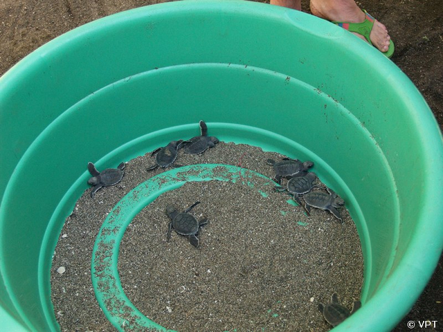 Babyschildkröten im Schildkrötenschutzprogramm