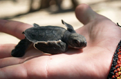 Babyschildkröte im Schildkrötenschutzprogramm bei Juan Venado Island
