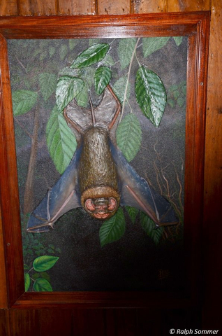 Gemälde Fledermaus im Museum in Masaya Nicaragua