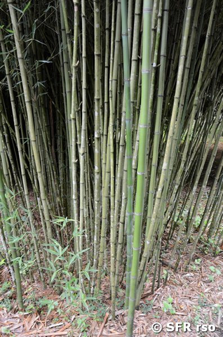 Bambu asiatico