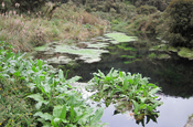 Teich mit Wasserpflanzen