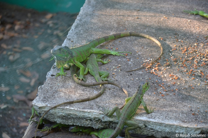 Grüne Leguane an der Futterstelle in Monterrico
