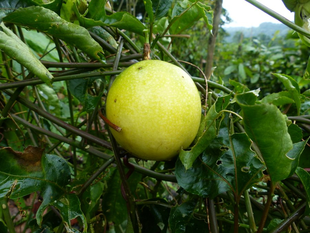 Maracuja