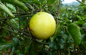 Maracuja