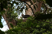 Haubenadler im Amazonas Kolumbien