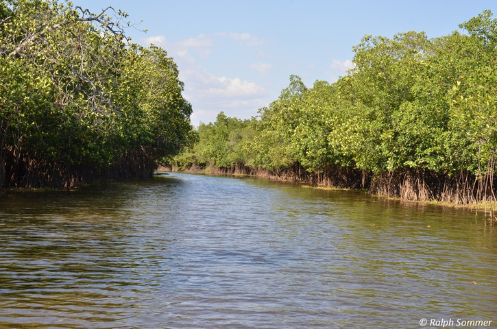 Mangrovenkanal Naturreservat Monterrico