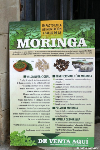 Werbeplakat für Moringa