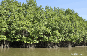 Rote Mangroven Mangrovenwald Pazifikküste Ecuador