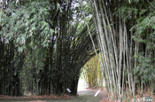 Bambu asiatico