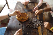 Auswahl von Kakaobohnen beim Schokoladenkurs Nicaragua