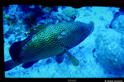 Grouper Fisch Lagune Naturreservat Guanaroca