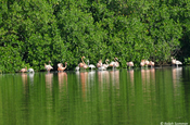 Kolonie von Flamingos