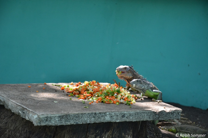 Fütterung der Leguane in Monterrico