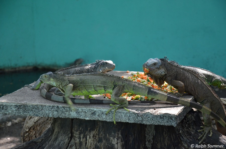 Fütterung der Leguane