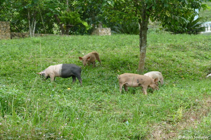 Feldschweine auf Farm