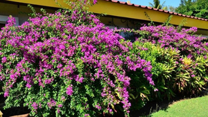 Blüten in Nicaragua