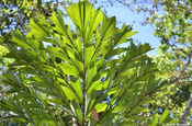 Fischschwanzpalme (Caryota mitis)