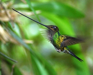 Fliegender Kolibri in Ecuador