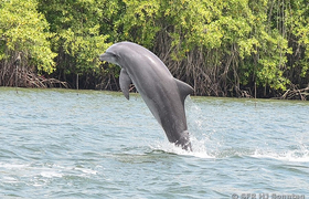Delfin Mangrovenwälder Puerto el Morro Ecuador