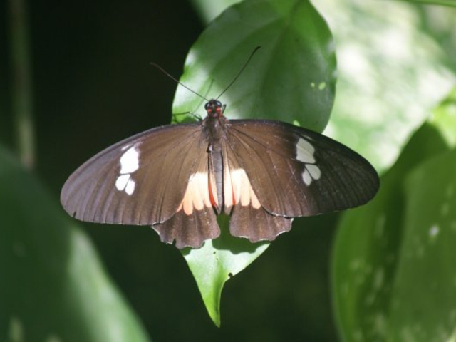 Edelfalter