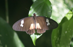 Edelfalter