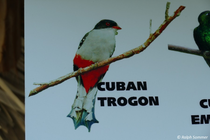 Hinweis zu Tocororo Cuban Trogon an der Lagune Guanaroca