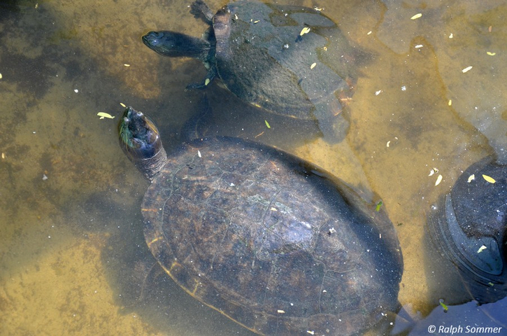 Wasserschildkröten in der Aufzuchtstation