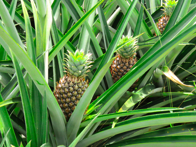 Ananas Pflanze