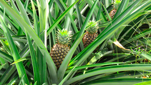 Ananas Pflanze