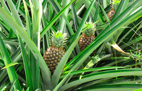 Ananas Pflanze