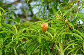 tropischer Oleander Thevetie Kuba