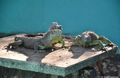 Leguane in Monterrico