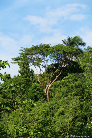 Weißgummibaum Indio desnudo Bursera simaruba 